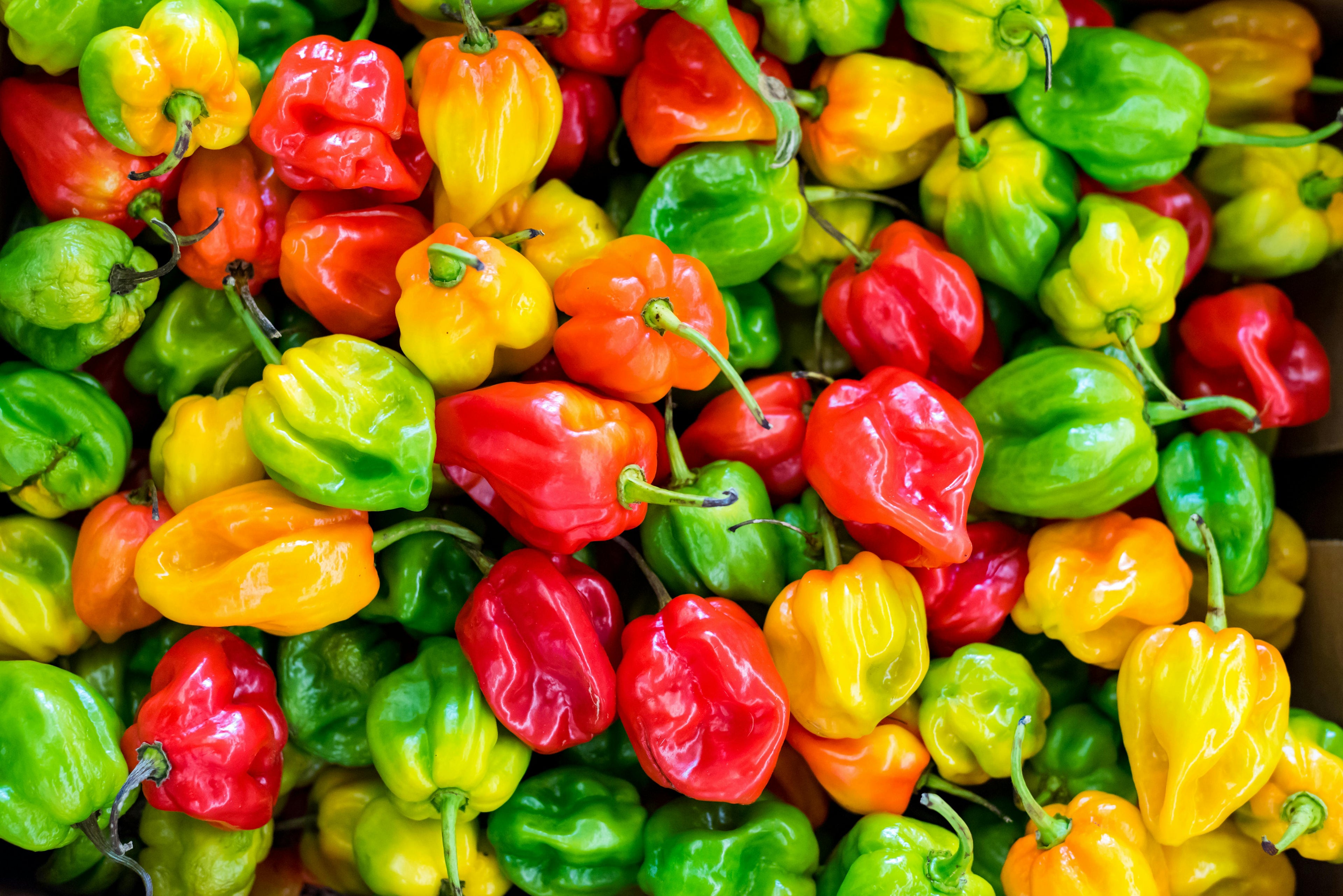 Scotch Bonnet Peppers