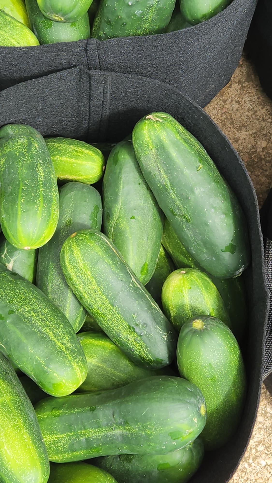 Cucumbers