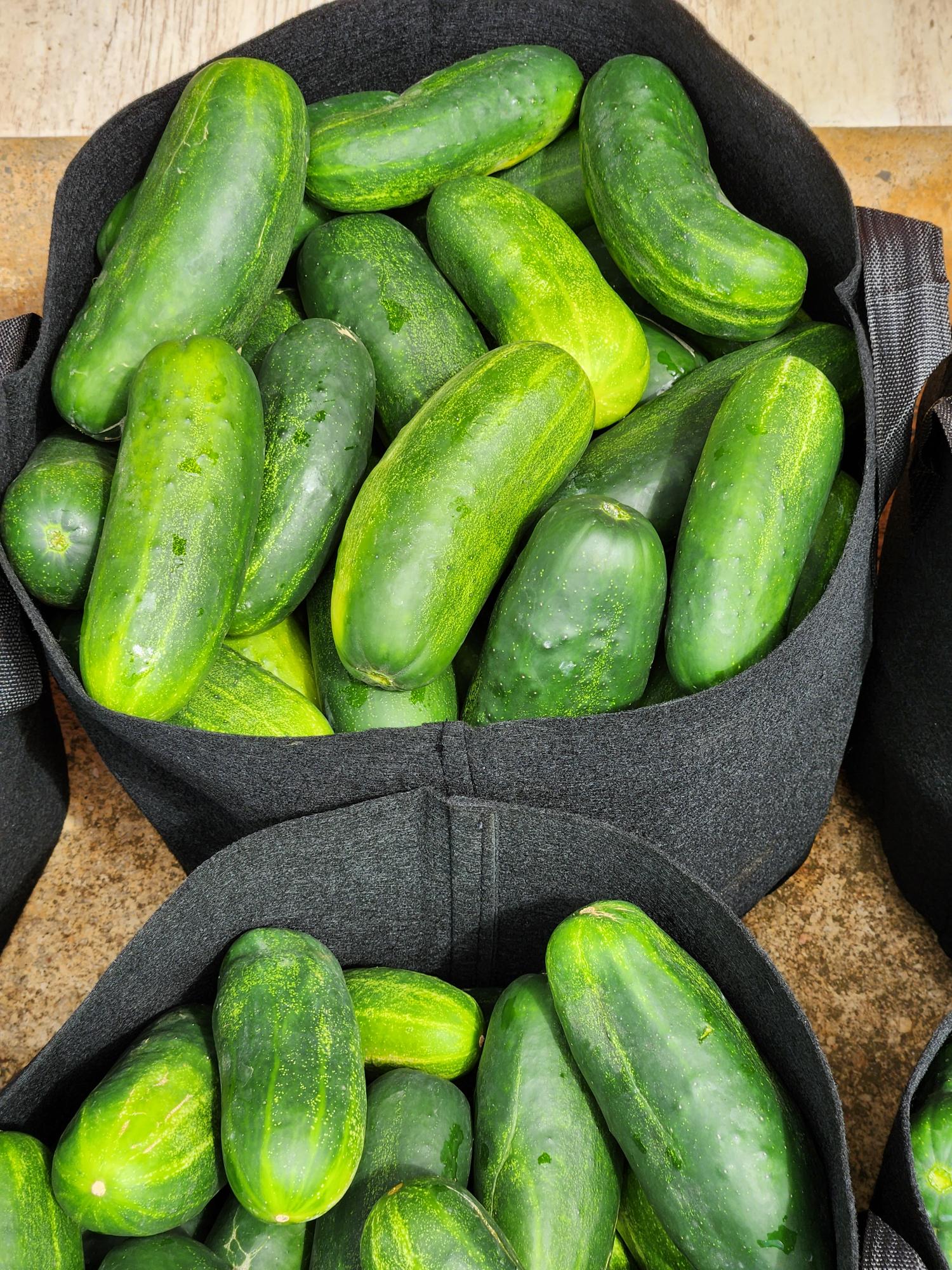 Cucumbers